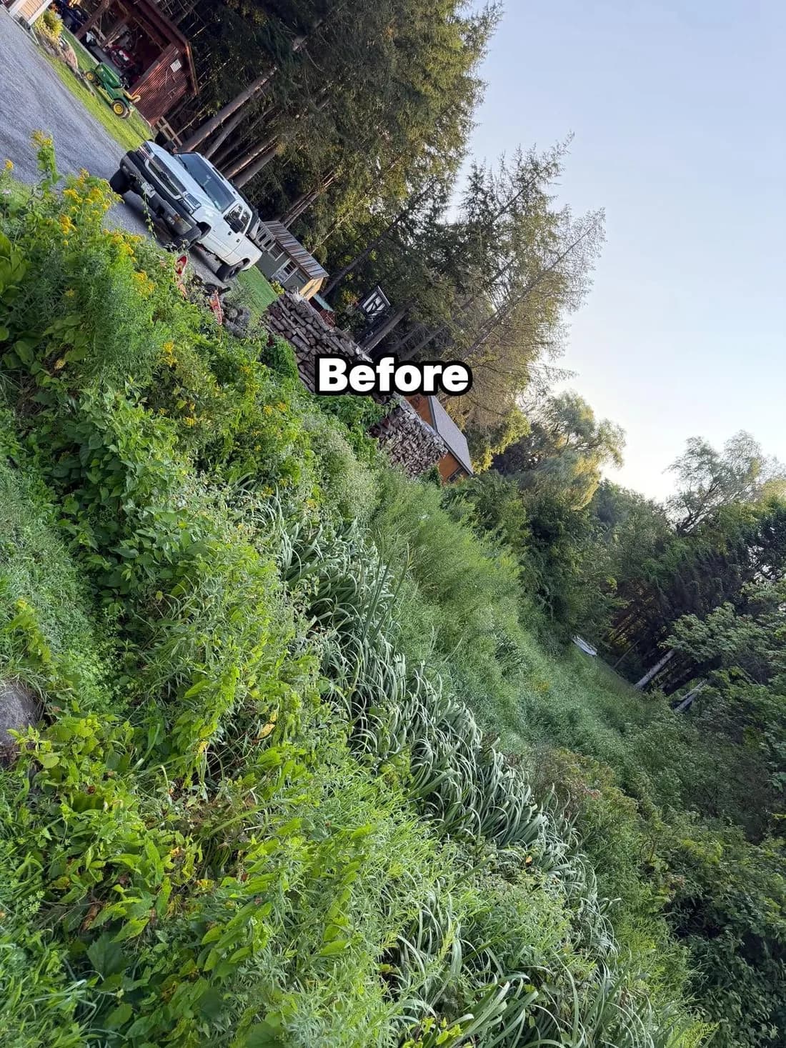 A steep bank overgrown with waist-high weeds, goldenrod and brush before clearing